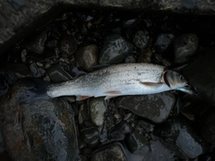 ウグイの釣果