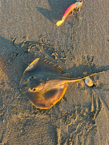 アカエイの釣果