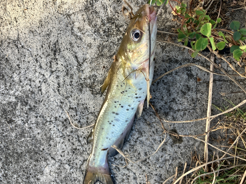 アメリカナマズの釣果