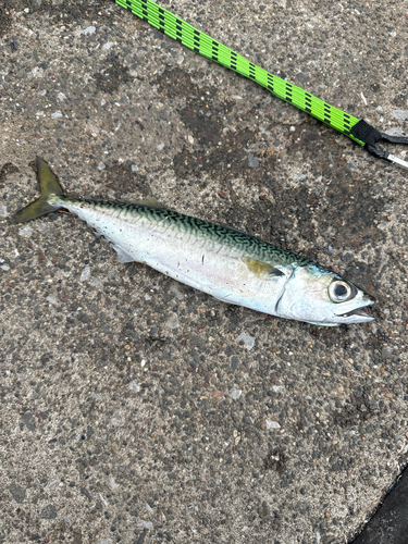 サバの釣果