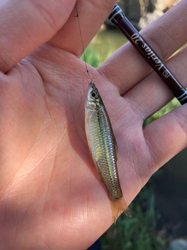 モツゴの釣果