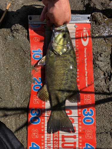 スモールマウスバスの釣果