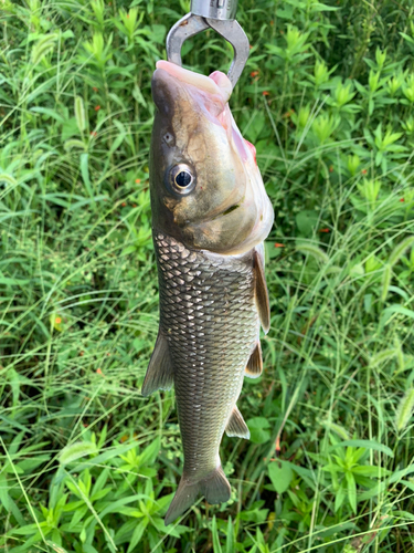 ニゴイの釣果