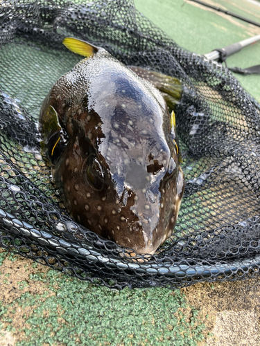 サザナミフグの釣果