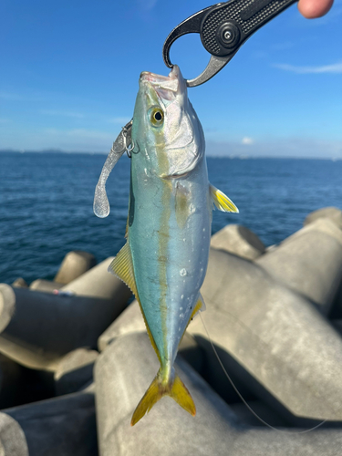 ツバスの釣果