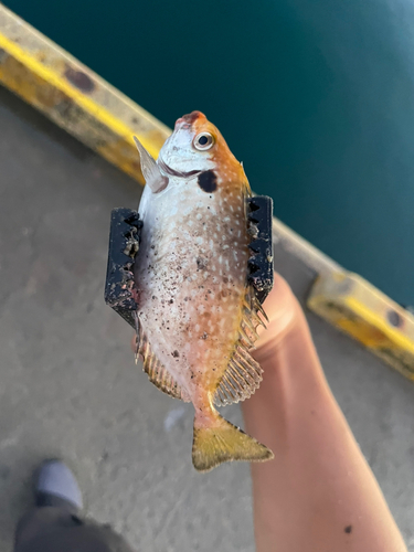 シロブチハタの釣果