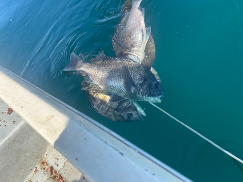 クロダイの釣果