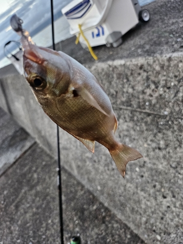 タイの釣果