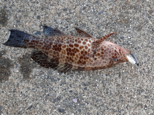 オオモンハタの釣果