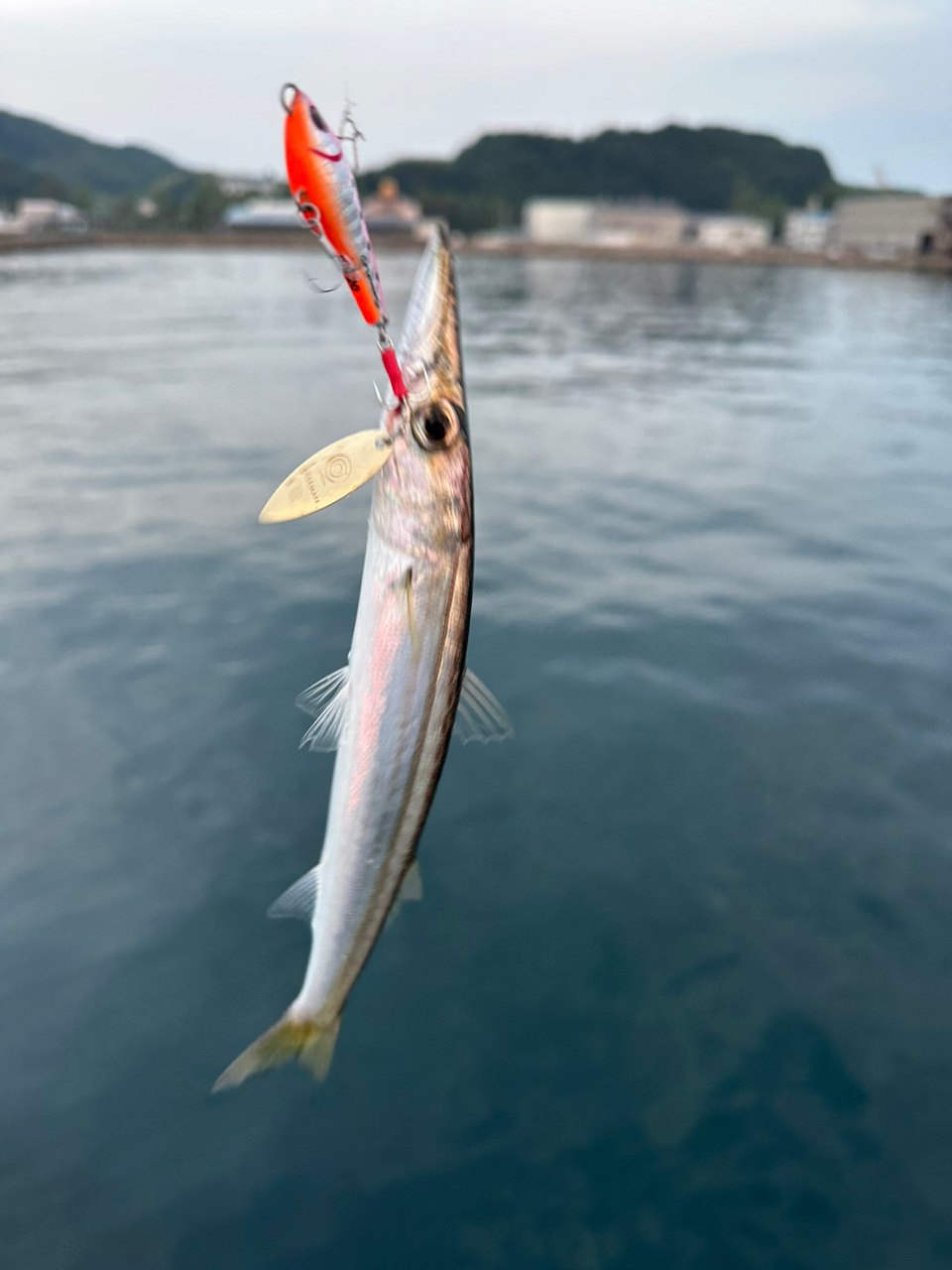 アカカマス