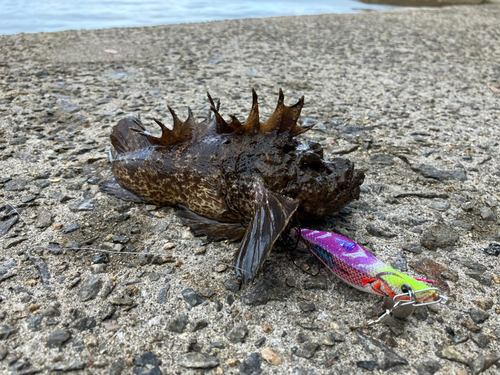 オニオコゼの釣果