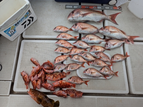 タイの釣果