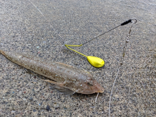 メゴチの釣果