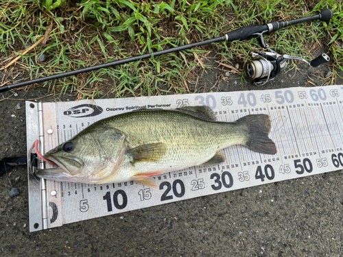 ブラックバスの釣果