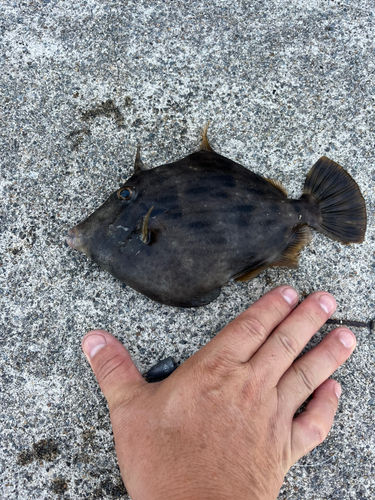 カワハギの釣果