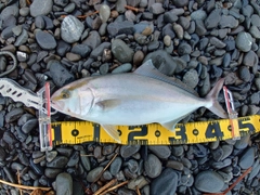 ショゴの釣果