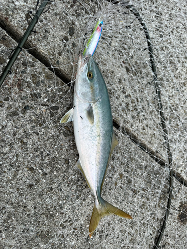 ツバスの釣果