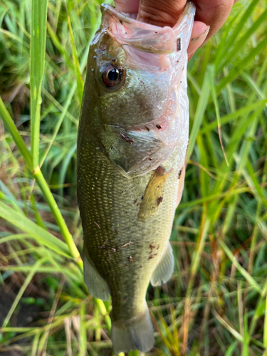 釣果