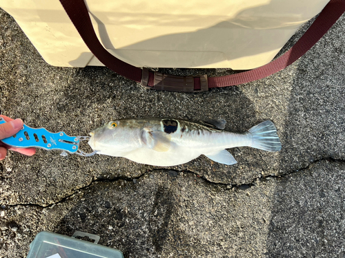 トラフグの釣果