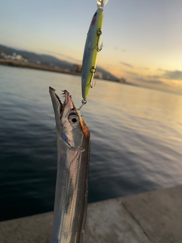 タチウオの釣果