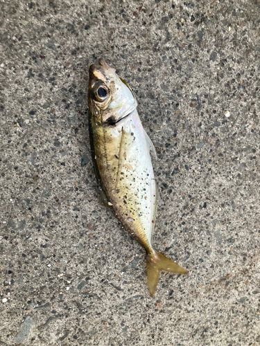 マアジの釣果