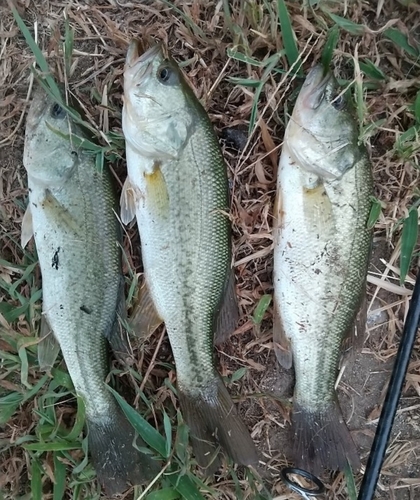 ブラックバスの釣果