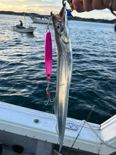 タチウオの釣果