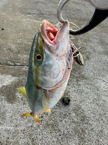 ツバスの釣果