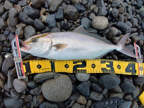 ショゴの釣果