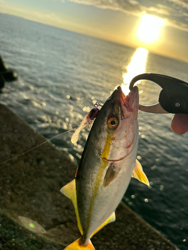 ツバスの釣果