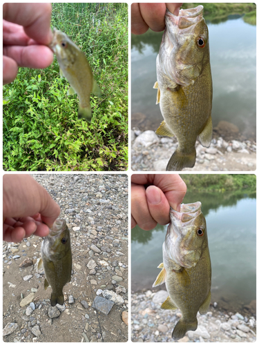 スモールマウスバスの釣果