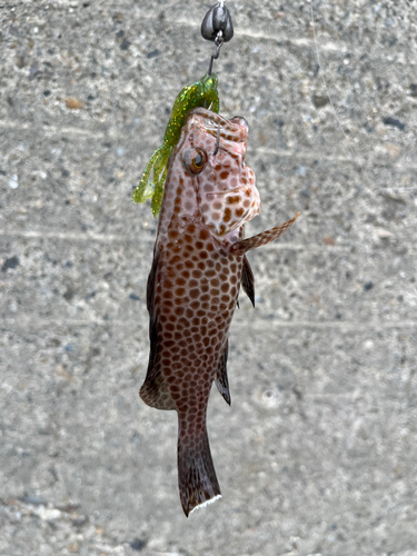 オオモンハタの釣果