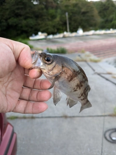 シロメバルの釣果