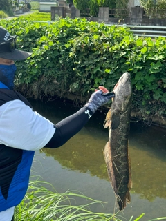 ライギョの釣果