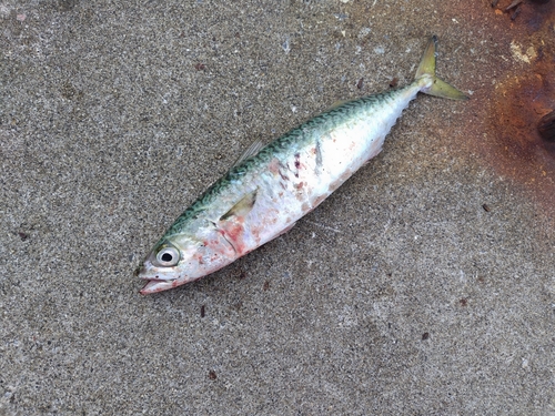 サバの釣果