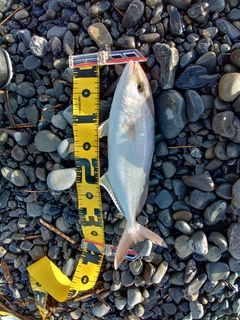 ショゴの釣果