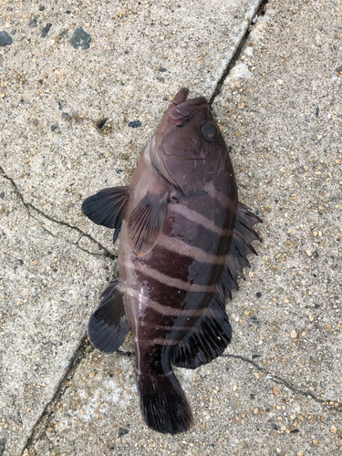 マハタの釣果