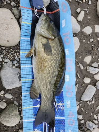 スモールマウスバスの釣果