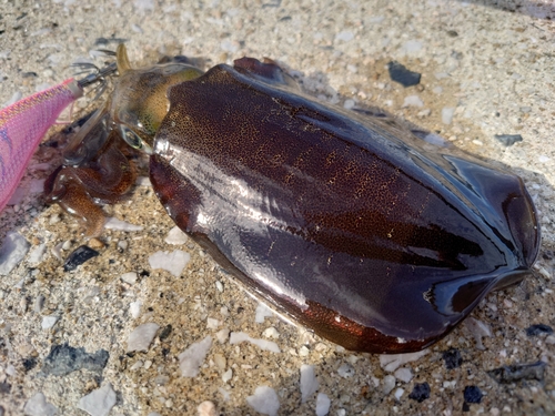 アオリイカの釣果