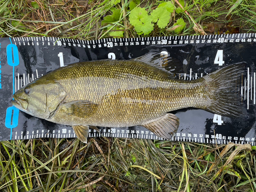 スモールマウスバスの釣果