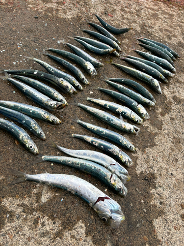 イワシの釣果