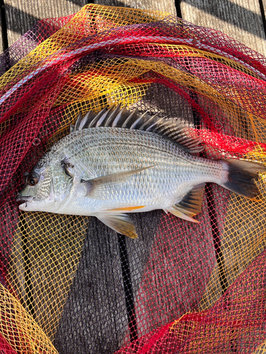 キビレの釣果