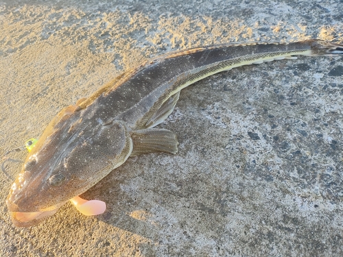 マゴチの釣果