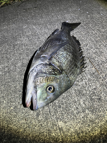 ウナギの釣果