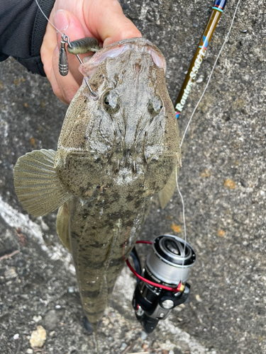 コチの釣果