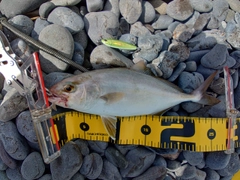 ショゴの釣果