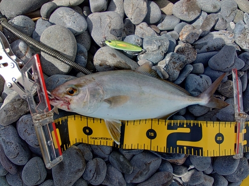 ショゴの釣果