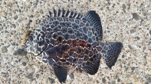 イシガキイシダイの釣果