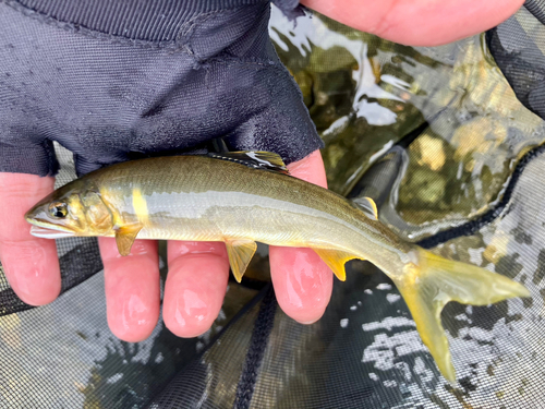 アユの釣果