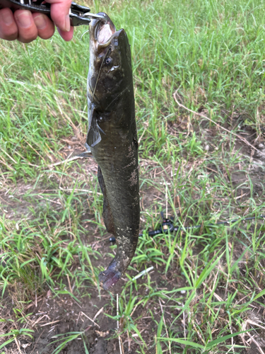 ナマズの釣果